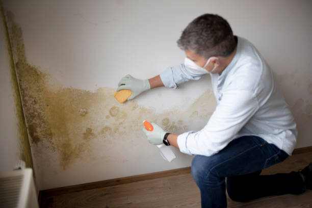 Best Attic Mold Removal  in Long Hill, CT